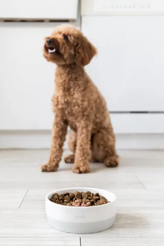 Miniatura 7 de Pearhead Ceramic Bone Appétit - Cuenco para perros, capacidad para 2 tazas, plato de gres para alimentos y agua, comedero para mascotas gris y Tazón