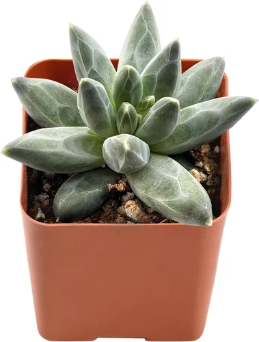 Miniatura 3 de Suculenta viva x Pachyveria 'Clavifolia', aproximadamente 2 pulgadas de gran tamaño, suculentas en maceta, totalmente enraizadas, plantas