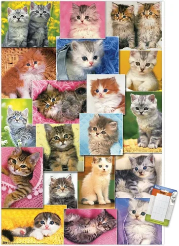 Miniatura 12 de Trends International Keith Kimberlin - Póster de pared de collage de gatitos, 14.725 x 22.375 pulgadas, versión enmarcada de madera de granero