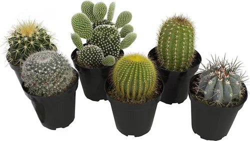 Altman Plants - Colección de cactus surtidos para jardines, contenedores o regalos