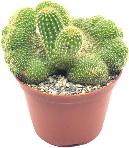 Miniatura 8 de Cactus de lirio de Pascua de 8 pulgadas, Echinopsis Subdenudata, totalmente enraizado, resistente y tolerante a la sequía, fácil de cultivar