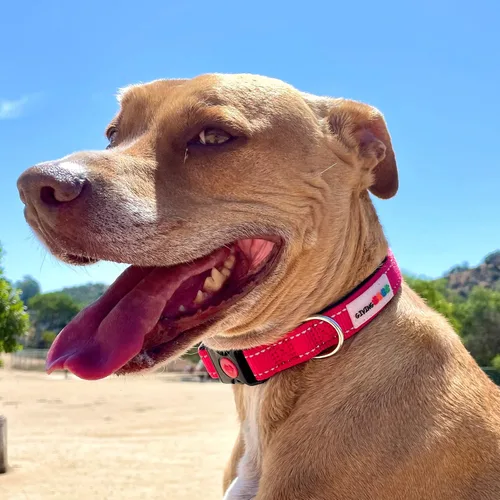 Miniatura 3 de Collar de perro de nailon acolchado reflectante - Devolver a las mascotas necesitadas - Cómodo collar de perro acolchado de neopreno, ajustable
