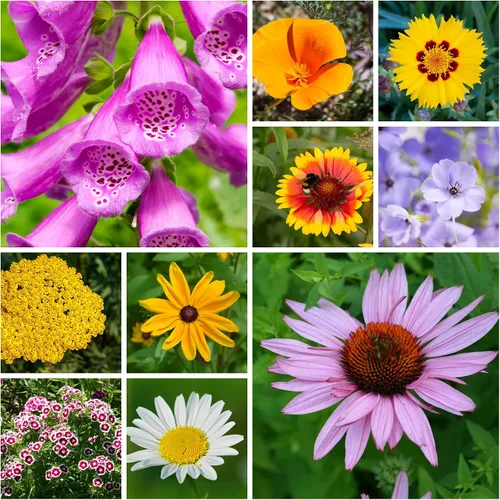 Miniatura 9 de Todas las semillas de flores silvestres anuales mezcladas para plantar - 1 lb ~16,000+ semillas - 21 variedades incluyendo amapola de California