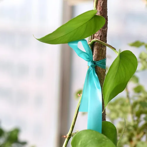 Miniatura 7 de TELENT OUTDOORS Cinta de amarre elástica, 1 pulgada de ancho y 200 pies, reutilizables, para plantas de jardín, cintas verdes para plantas, cinta