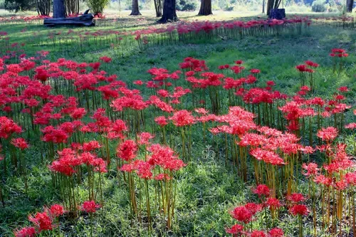 Miniatura 3 de The Southern Bulb Company - Bombillas de lirio rojo de araña roja (Lycoris Radiata), perenne que florece en otoño, perfecto para climas del sur