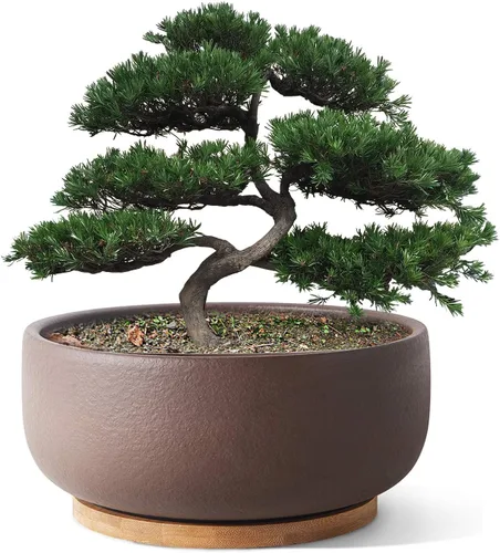 SQOWL Maceta de terracota para bonsái y suculenta de 8 pulgadas, maceta de cerámica redonda para cactus, maceta de arcilla con agujero de drenaje y