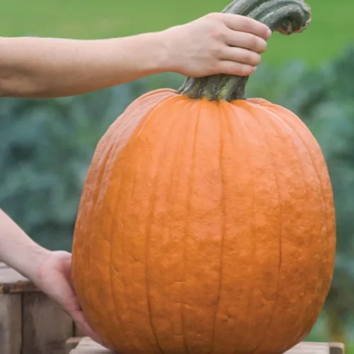 Calabaza Lobo (Cucurbita Pepo) - Paquete de 20 Semillas