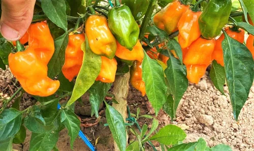 Miniatura 3 de TomorrowSeeds - Semillas de pimiento habanero naranja - Más de 100 unidades - para plantar 350,000 unidades Scoville Scoville picante tropical chile