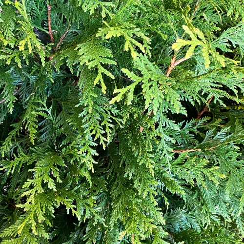 Miniatura 3 de Thuja Green Giant, árbol de sombra de crecimiento rápido, 12-18 pulgadas altura del árbol, 1 galón. Maceta de vivero