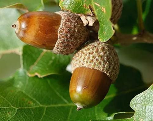 15 árboles de roble blanco del norte (también conocido como campeón, común, oriental, montaña, roble gris) Semillas de Quercus Rubra Bellotas