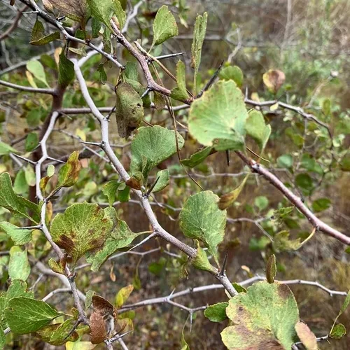 Miniatura 8 de Crataegus vulsa (Alabama Hawthorn) Semillas de arbustos, hermosas flores blancas, impresionante exhibición de otoño, semillas de MySeeds.Co, elige