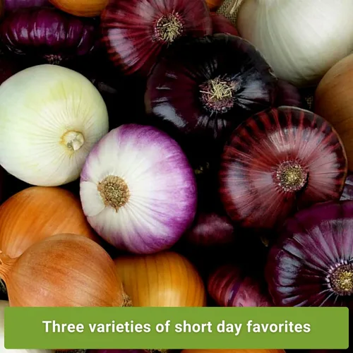 Miniatura 3 de Sow Right Seeds - Colección de semillas de cebolla de día corto para plantar - Criolla roja, cera blanca cristalina, Texas Early Grano - Paquetes