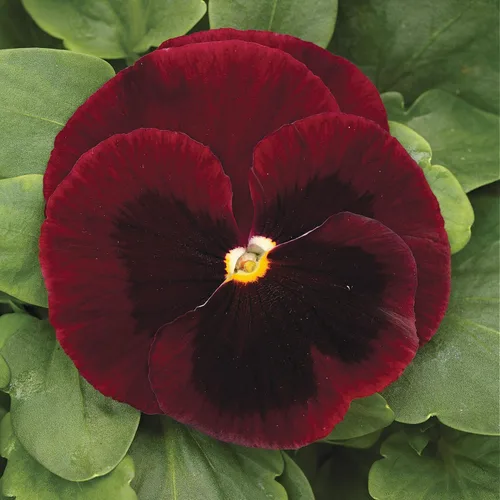 Miniatura 7 de Outsidepride Big Red Viola - Semillas de pensamiento para plantar, 50 piezas. Flores bienales, resistentes al frío y aptas para polinizadores