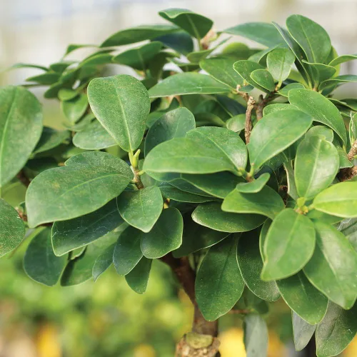 Miniatura 3 de Brussel's Bonsai Live Gensing - Árbol bonsái de interior de Ficus injertado, 4 años, de 6 a 8 pulgadas de alto con maceta de plástico, pequeño