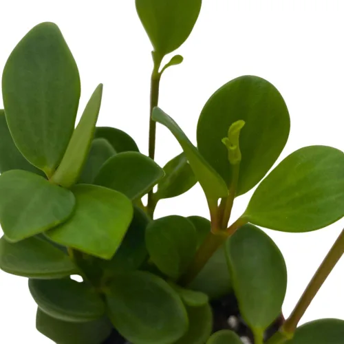 Miniatura 5 de BubbleBlooms Peperomia Hope in a 2 inch Pot Trailing Jade peperomia rotundifolia Tiny Mini Pixie Plant