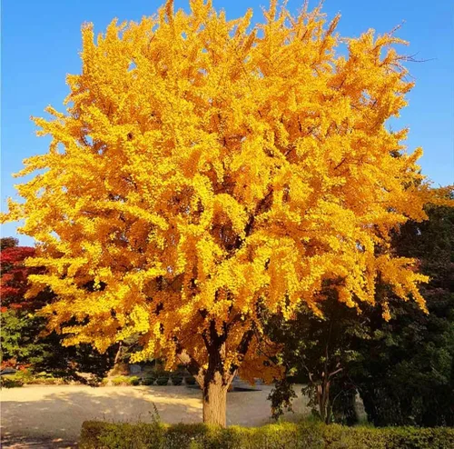 25 semillas de ginkgo biloba, hojas únicas de ginkgo raras, semillas de árbol de culantrillo amarillo brillante
