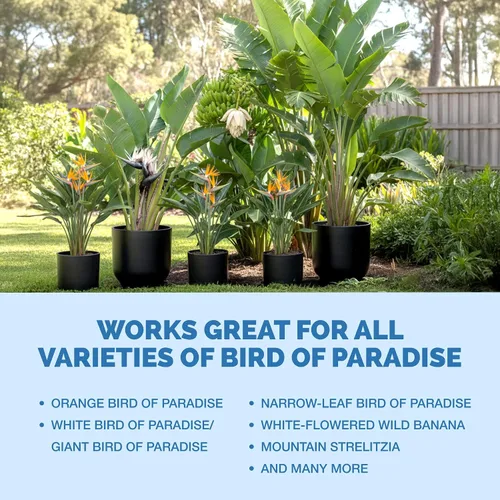 Miniatura 6 de Bird of Paradise Fertilizer - Alimento líquido para plantas para hojas tropicales más grandes, raíces más fuertes y crecimiento vertical saludable