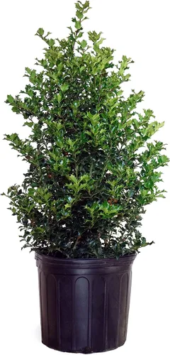 Miniatura 14 de Ganadores probados - Ilex x meserveae Castle Spire (Acebo) Evergreen, 3 - Contenedor