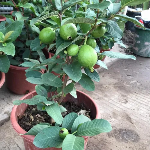 Miniatura 2 de 100 semillas de guayaba rosa para plantar: semillas de árboles frutales tropicales para jardín y contenedores