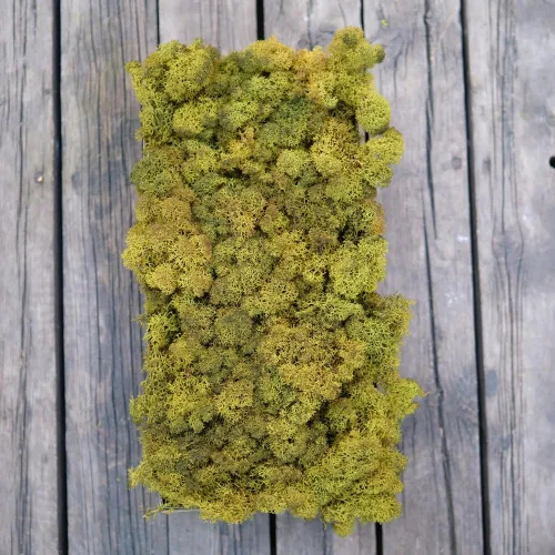 Miniatura 47 de Musgo de Reno Preservado Verde Natural Kit de Bricolaje Arte de Jardinería Decoración de Pared Decoración de Floristería Decoración de Mesa