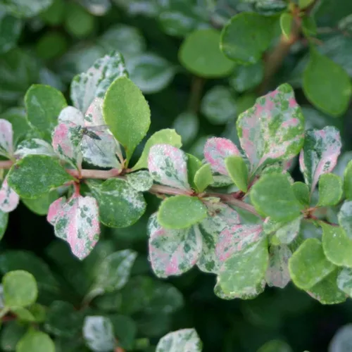 Miniatura 2 de Sunjoy Sequins® Berberis thunbergii PPAF - Ganadores probados - Maceta de 4