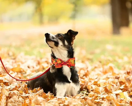 Miniatura 3 de DOGWONG Collar de otoño para perro con lazo, collar de moño para perro de Acción de Gracias, collar ajustable de algodón de otoño con hoja de arce