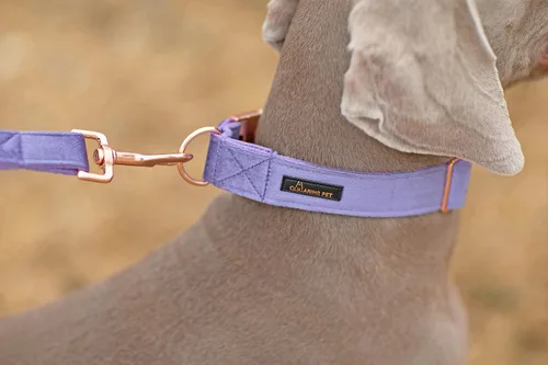 Miniatura 6 de ARING PET Juego de collar y correa de terciopelo para perro, collar y correa de perro morado suave, collares ajustables para perros Púrpura