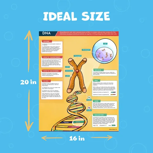 Miniatura 3 de Hubble Bubble Kids Carteles de ciencia para decoración de aulas: 4 carteles de biología incluyen póster de ADN, fotosíntesis, células vegetales