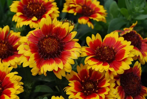Miniatura 2 de Gaillardia - Manta de semillas de flores, 50 unidades de la marca COOL BEANS N SPROUTS