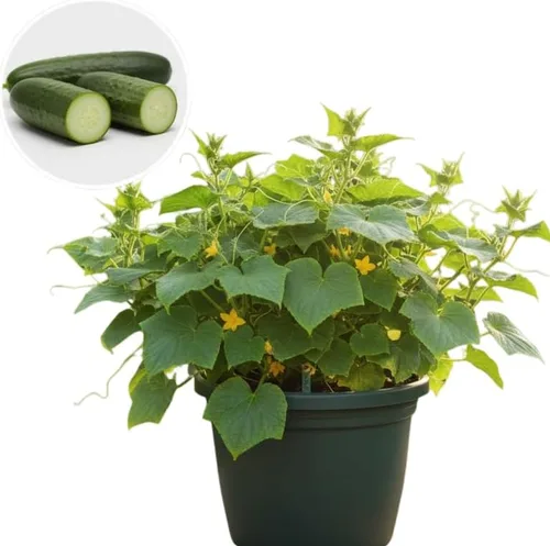 Juego de 2 plantas de pepino vivo para plantar, plantas de pepino verde vivas para plantar, plantas vegetales, maceta de 4 pulgadas