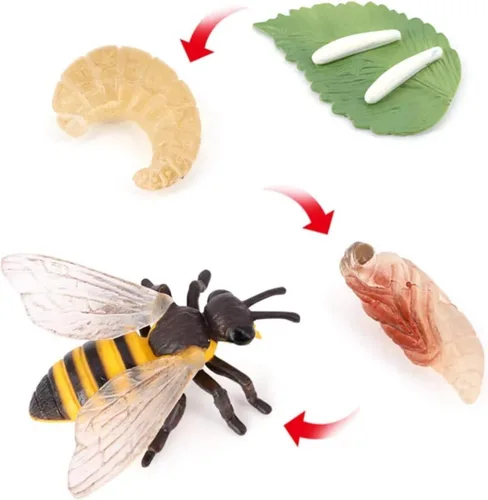 Miniatura 3 de Hvogvok Ciclo de Crecimiento de Abejas, Modelo Biológico del Ciclo de Crecimiento Animal, Conjunto de Modelo del Ciclo de Vida de Abeja Realista