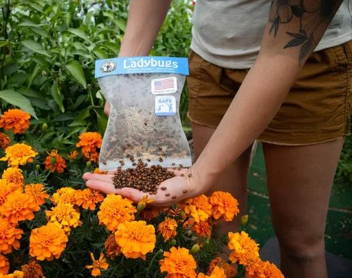 Miniatura 3 de 1500 mariquitas vivas - ¡Se garantiza que llegan vivas! + Néctar para bichos