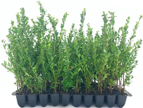 Miniatura 2 de Ilex Compacta Crenata Acebo Japonés 10 plantas vivas Arbusto de base perenne de bajo mantenimiento