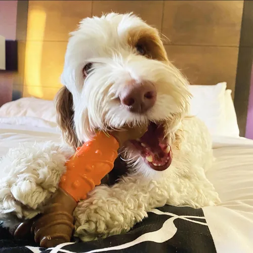 Miniatura 6 de SPOT Bam-Bones - Hueso dental – Hecho con fibra de bambú y un centro de goma masajeadora, masticable duradero para perros masticadores ligeros