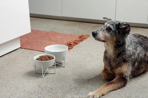 Miniatura 7 de Waggo Simple - Soporte sólido para cuenco y cuenco para perro, soporte de hierro individual con comedero de cerámica individual o cuenco de agua