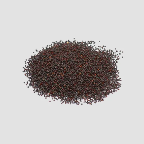 Miniatura 2 de Black of Tuscany Kale, 100 semillas, semillas de jardín sin OMG de Country Creek, también conocidas como Acrescavolo Nero, lacinato Kale, Dinosaur