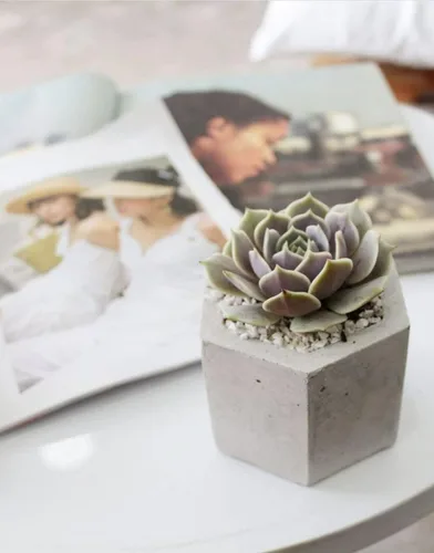 Miniatura 9 de Echeveria Lola - Planta suculenta saludable Echeveria Live de fácil cuidado para interiores, totalmente arraigada en tamaños de 2/4/6 pulgadas