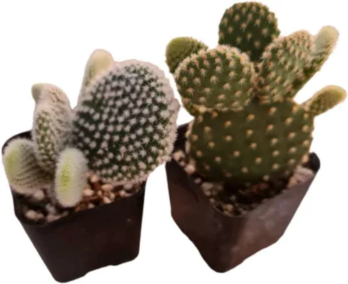 Miniatura 2 de Plantas suculentas vivas de USKC (juego de dos macetas de 2 pulgadas) (Anacampseros rufescens variegata)