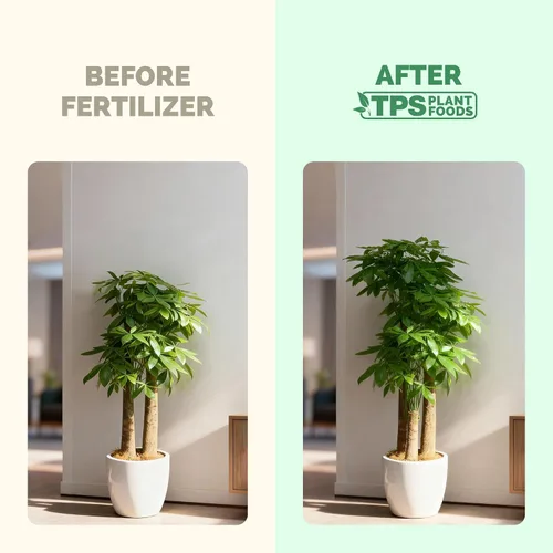 Miniatura 3 de Fertilizante para árbol del dinero para árboles del dinero y todas las plantas de Pachira, alimento líquido para plantas 8 oz (250mL)