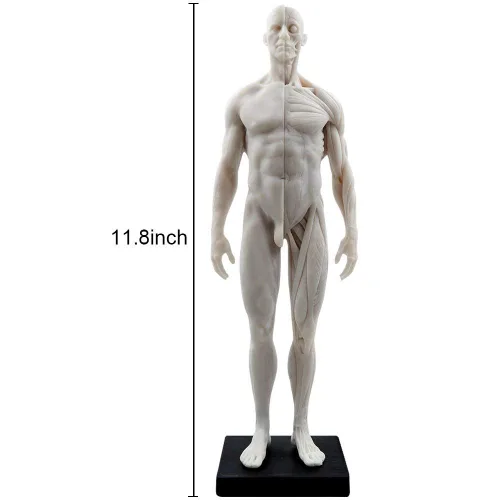 Miniatura 8 de BONEW Modelo del cuerpo de la cabeza del cráneo de la anatomía anatómica humana de la resina de los 30CM del hueso del músculo del modelo masculino