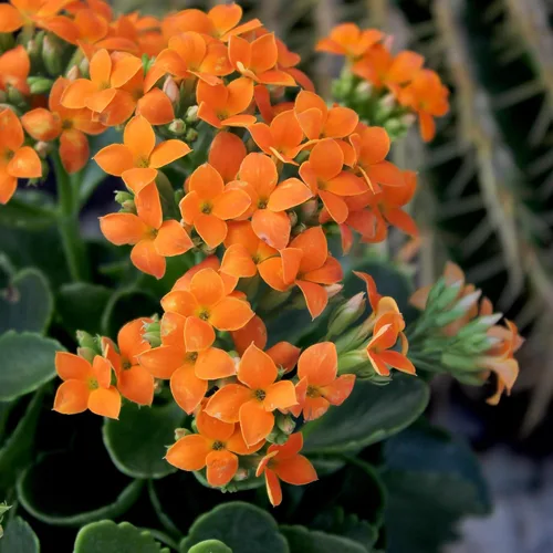Miniatura 2 de Planta Kalanchoe Plantas suculentas plantas de interior vivas, suculentas vivas plantas de casa en macetas de arcilla, plantas suculentas plantas