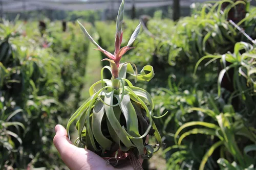 Miniatura 5 de Medium Air Plants Streptophylla - Plantas suculentas de interior y exterior de Tillandsia vivas - Disponible al por mayor y a granel - Decoración
