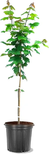 Miniatura 6 de American Plant Exchange Árbol de arce rojo grande de verano, maceta de 5 galones, 2-3 pies de alto, planta de jardín grande para exteriores