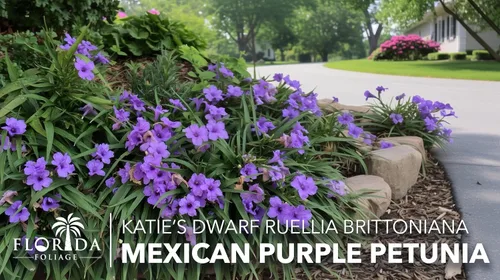 Miniatura 3 de Katie's Dwarf Mexican Petunia Purple 3 plantas vivas Ruellia brittoniana Perenne de floración compacta Polinizador de bajo crecimiento