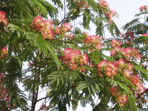 Miniatura 3 de 1-1000 piezas de semillas de árbol de mimosa de seda persa flor Albizia Julibrissin Siris 0175 (más de 25 semillas)