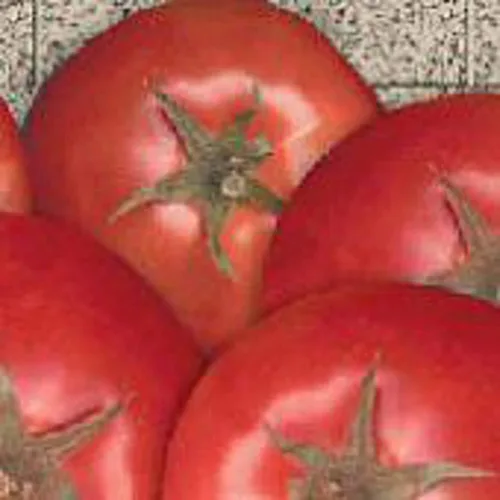 Semillas de tomate Bella Rosa (40 semillas) para plantar, granja, cultivo en jardín, invernadero, vegetales, frutas