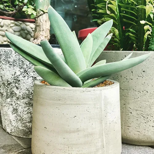 Miniatura 6 de Piedra de arena gruesa de 10 libras para rocas decorativas, cubierta de suelo, bonsái, suculentas, terrario, cactus, acuario, jardín, bricolaje