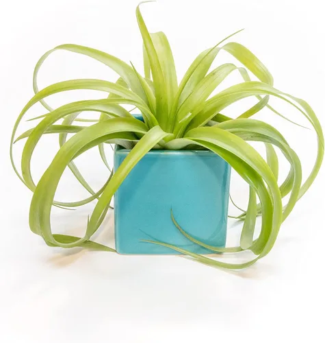 Air Plant Shop Cubos de un solo color con planta de aire personalizada, suculentas, Tillandsia viva, plantas de interior y exterior de fácil cuidado