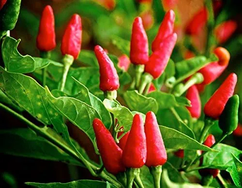 Más de 30 semillas de pimiento picante Tabasco Heirloom de chile rojo sin OMG, picante, rico sabor, productivo, de Estados Unidos HARLEY SEEDS