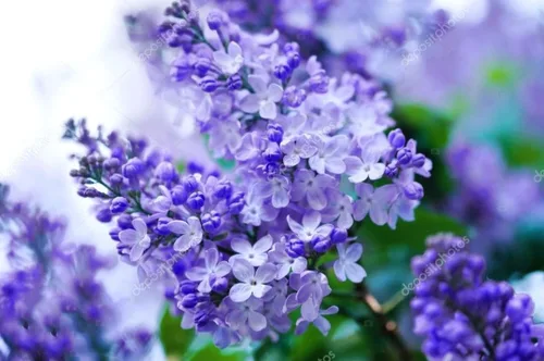 50 Semillas Lilas Moradas Árbol Japonés Extremadamente Fragante Lila Púrpura Claro Syringa Vulgaris
